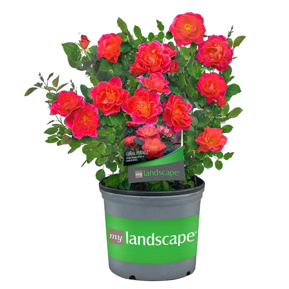 MY LANDSCAPE 2 Gal. Coral Miracle Rose with Salmon Pink Flowers 17555 ...