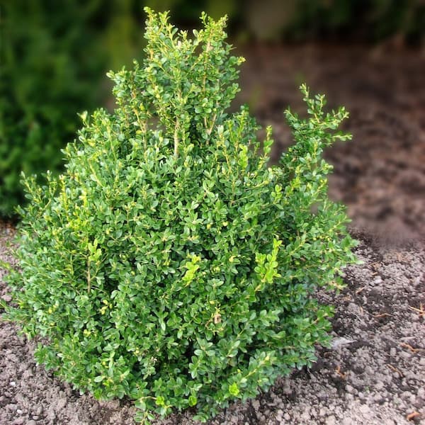 national PLANT NETWORK - 1 gal. Boxwood Wintergreen Shrub