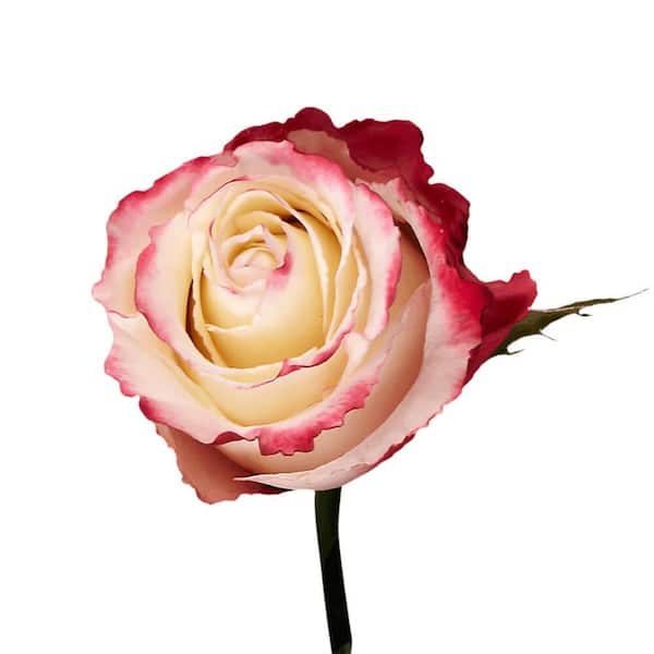 Globalrose 200 Stems of Bright Pink High and Bonita Roses Fresh Flower  Delivery 1850500030989 - The Home Depot