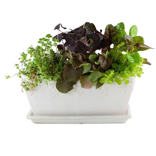 Paddock Home & Garden 12.008 in. x 12.008 in. White Ceramic Window Box