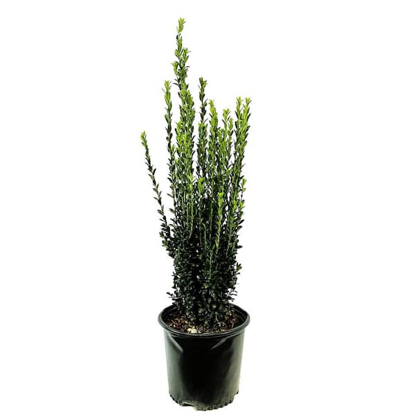 Lowe's Japanese Holly Shrub in 2.5 -Quart in the Shrubs