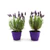 Online Orchards 1 Gal. English Lavender Plant with Incredible Purple Color  and Fragrance (2-Pack) SBLV001 - The Home Depot