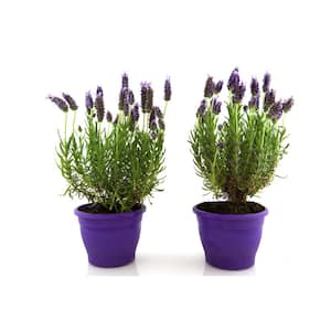 1 Gal. English Lavender Plant with Incredible Purple Color and Fragrance (2-Pack)