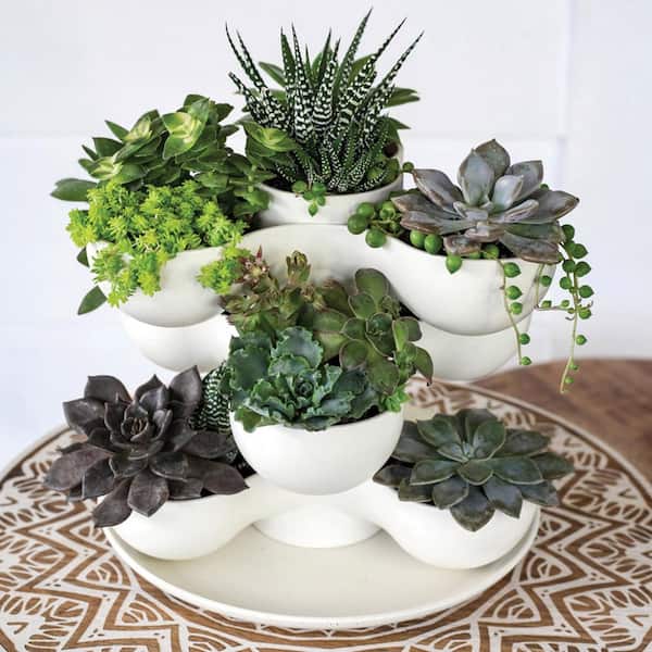 Indoor Green Ceramic Cactus Shaped Plant Round Vase Flower Pot Novelty Planters 