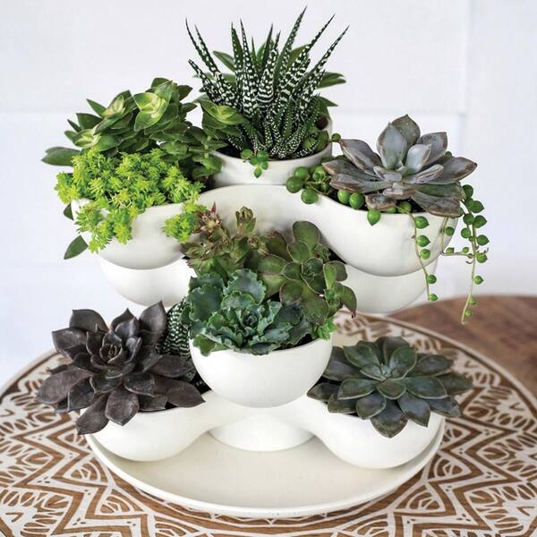 THE&nbsp;HC COMPANIES 8 in. Vanilla Bisque Pixie Indoor Stacking Succulent  Planter Pot SPP08000A581004LRDHZ-VANILLA - The Home Depot