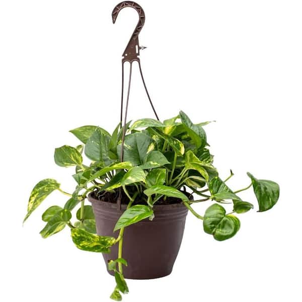 Wekiva Foliage Golden Pothos Hanging Basket-Live Plant in an 8 in. Hanging Basket-Epipremmum Aureum--Perfect Houseplant