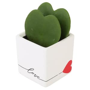 Double Hoya Heart Succulent Indoor Plant in 2.5 in. White Ceramic Planter, Average Shipping Height 5 in. Tall