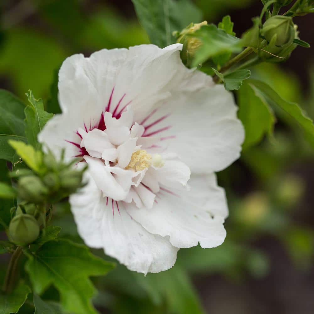 2-Gallon White and Purple-Red Bali Hibiscus Shrub
