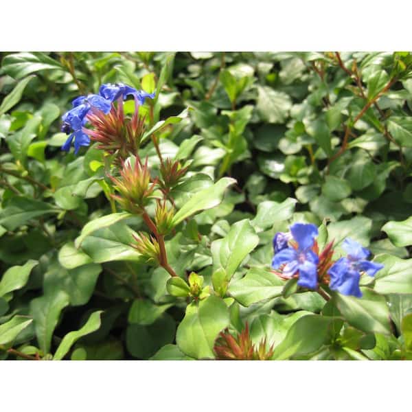 Unbranded Hardy Plumbago (Ceratostigma plumbaginoides) Plant