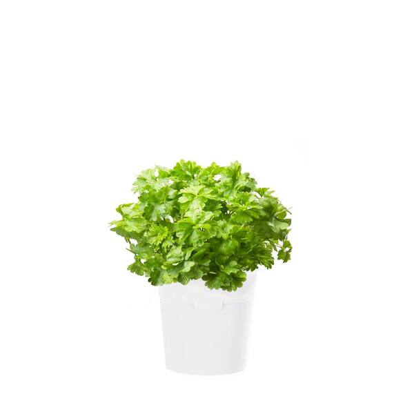 Click and Grow Parsley Refill (3-Pack) for Smart Herb Garden