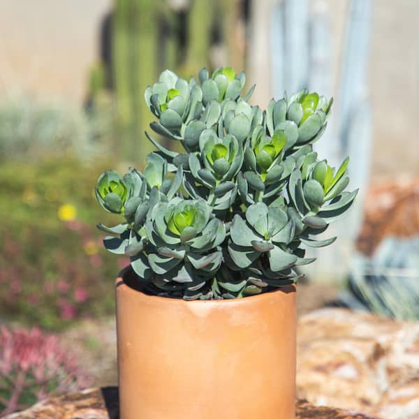 ceramic large pots for plants Large Minute Ceramic Plant Pot & Saucer  Green Layer