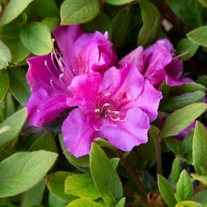 1 Gal. Autumn Royalty Encore Azalea Shrub with Magenta Purple Reblooming Flowers