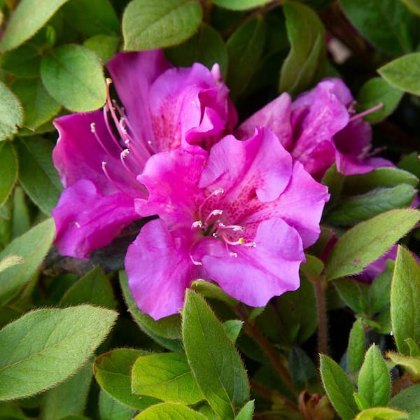 1 Gal. Autumn Royalty Azalea Bush with Reblooming Purple Flowers - Low-Maintenance Evergreen Plant