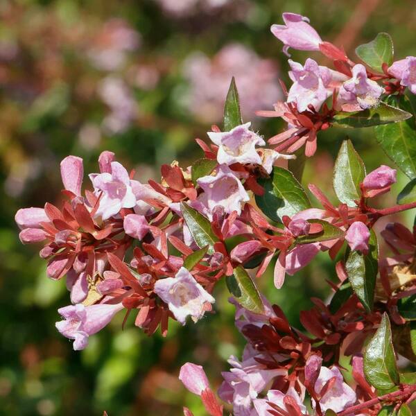 national PLANT NETWORK 3 gal. Abelia Edward Goucher Shrub