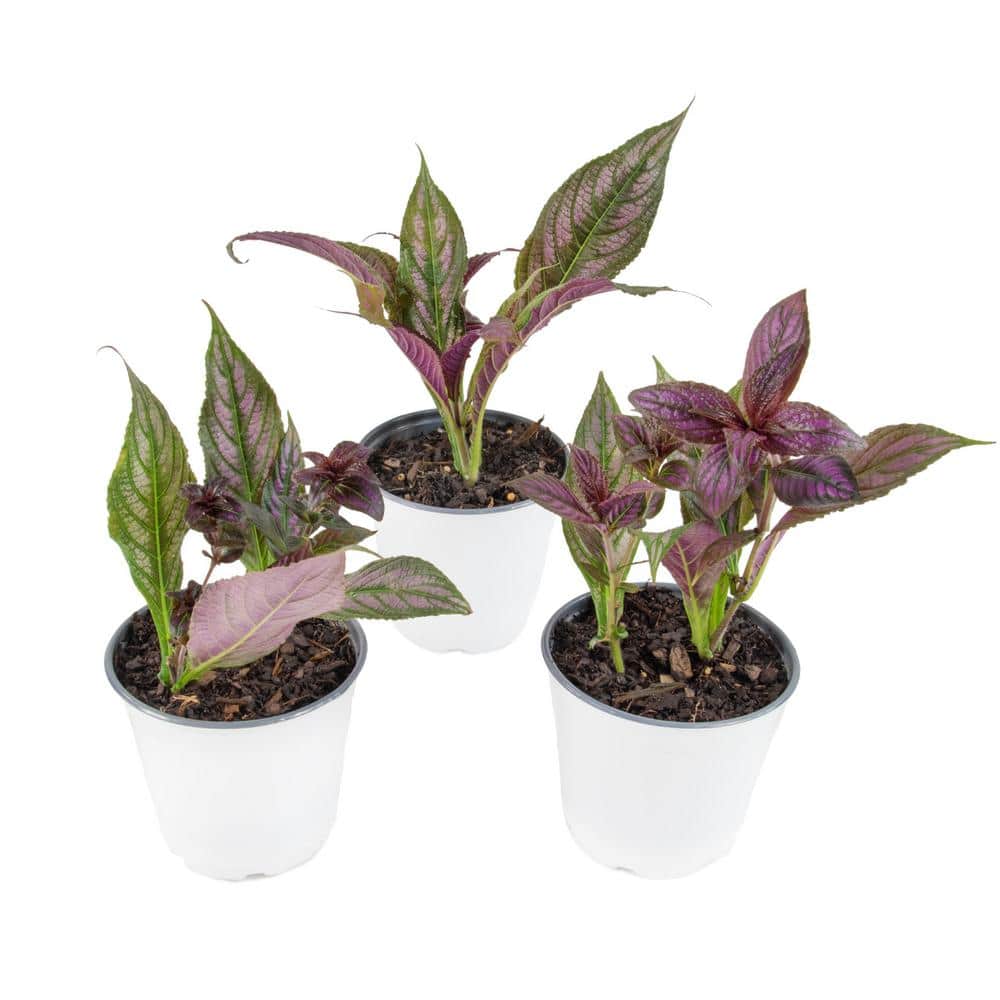 4-Inch Persian Shield Purple Bloom Strobilanthes Plant