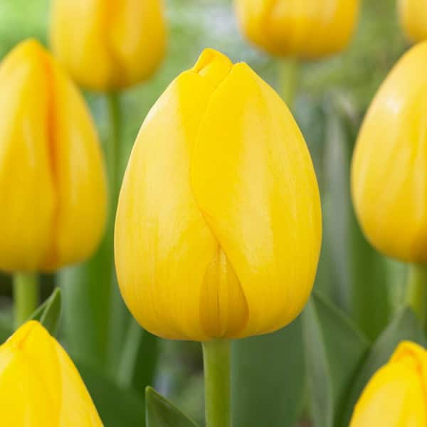 12/+ cm, Yellow Impression Darwin Hybrid Tulip Flower Bulbs (Bag of 50)