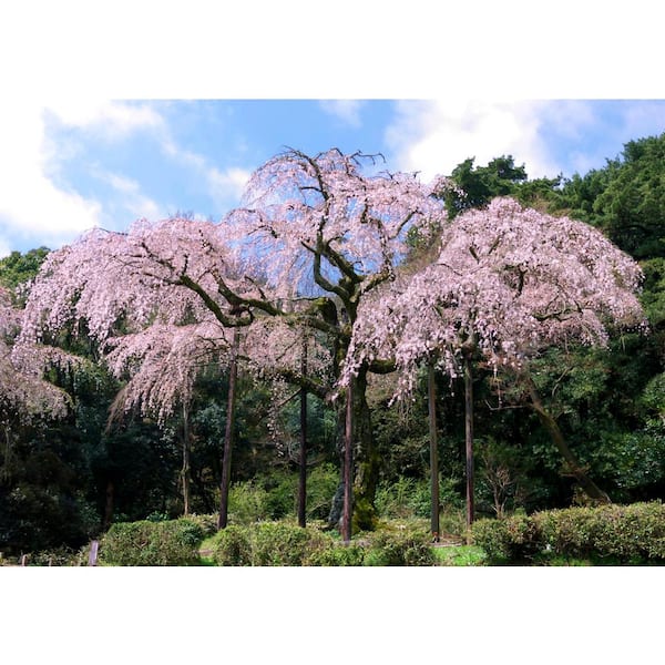 dwarf japanese weeping cherry tree