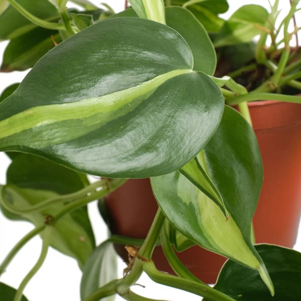Shop Succulents Philodenron Brasil 6 inch Live Hanging Indoor Plant in Nursery Pot