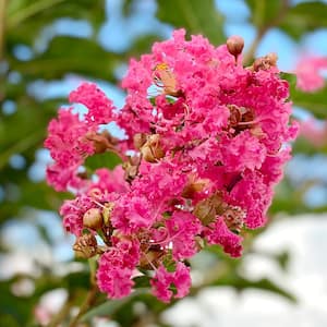 Tuscarora Crape Myrtle Green Leaf Pink Flowering Ornamental Tree