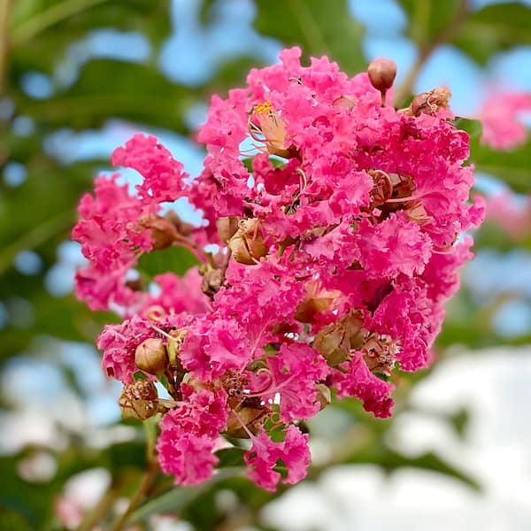Unbranded Tuscarora Crape Myrtle Green Leaf Pink Flowering Ornamental Tree