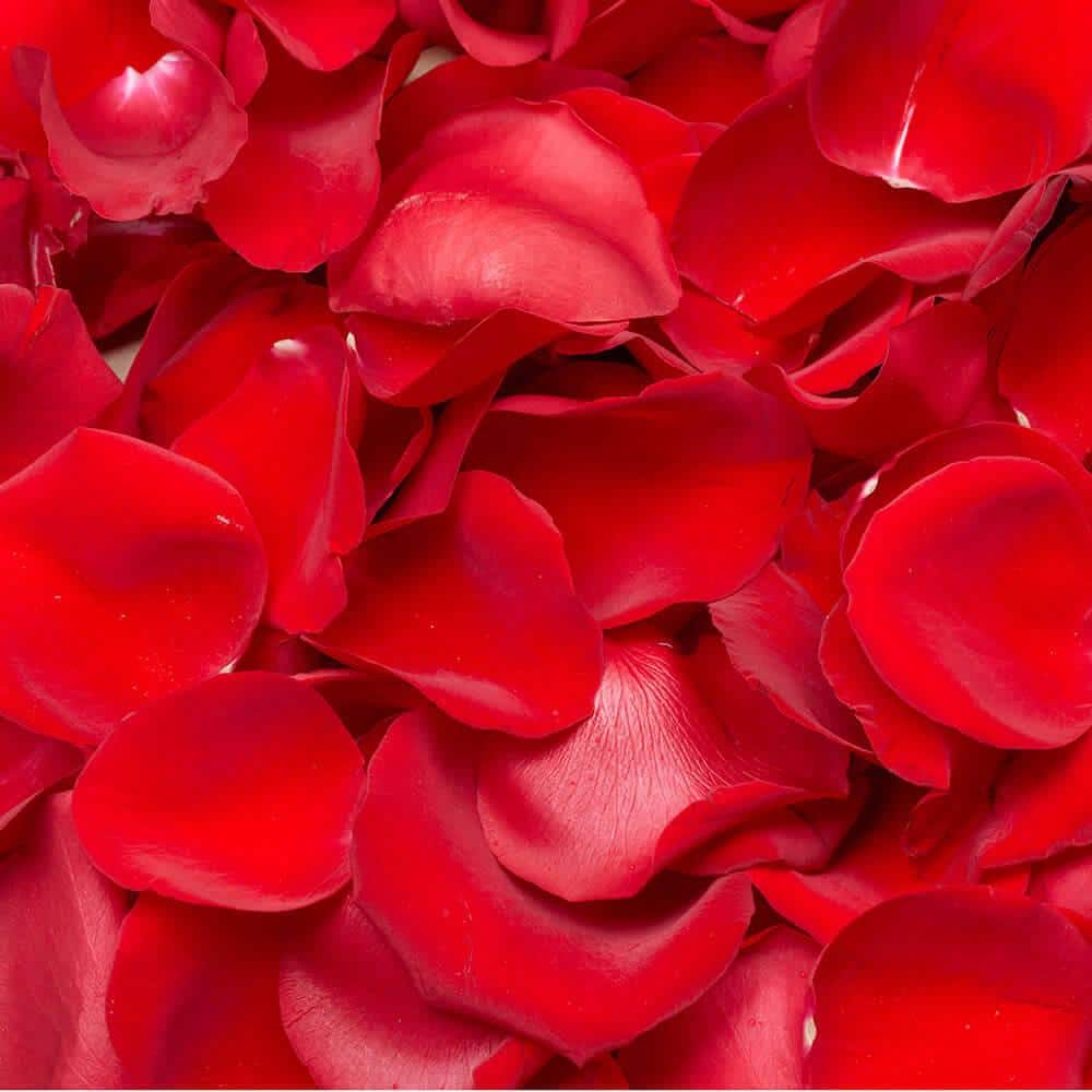 Large Bag of Red Rose Petals Flower Delivery South Lake Tahoe CA