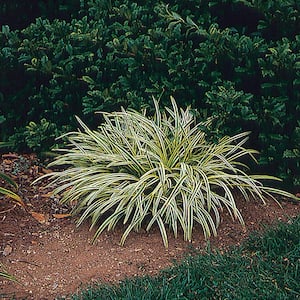 2.5 Qt. Silvery Sunproof Variegated Lily Turf Plant