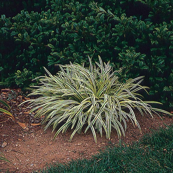 METROLINA GREENHOUSES 2.5 Qt. Silvery Sunproof Variegated Lily Turf Plant