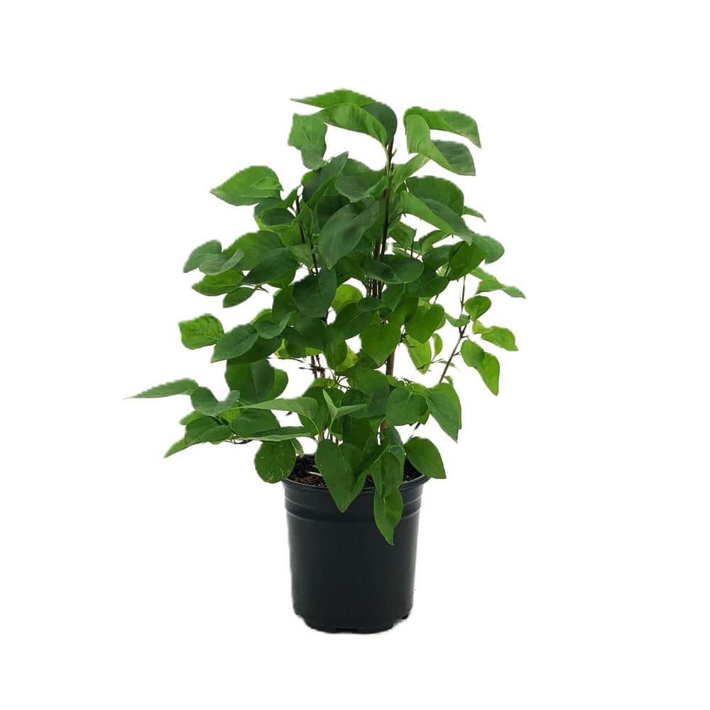 2.5 qt. Lilac Yankee Doodle (Syringa) Live Shrub, Dark Purple Fragrant Flow
