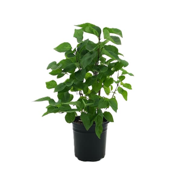 Unbranded 2.5 qt. Lilac Yankee Doodle (Syringa) Live Shrub, Dark Purple Fragrant Flowers