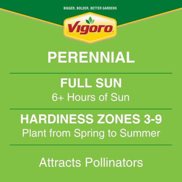 2 Qt. Yellow 'Little Goldstar' Rudbeckia Black Eyed Susan Perennial Plant (3-Pack)