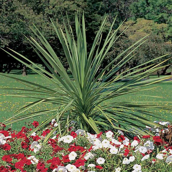 buy monstera deliciosa plant nyc Monstera deliciosa – The Victorian Atlanta main image 1