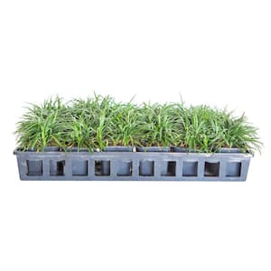 Dwarf Mondo Grass 3 1/4 in. Pots (18-Pack) - Groundcover Plant