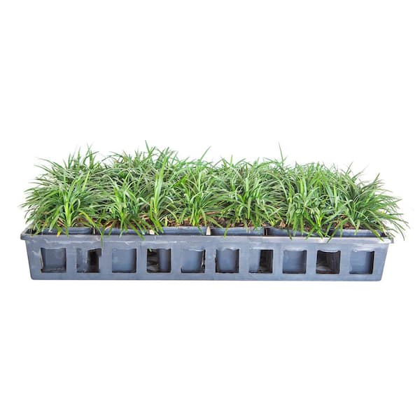 FLOWERWOOD Dwarf Mondo Grass 3 1/4 in. Pots (18-Pack) - Groundcover Plant