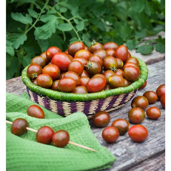 BONNIE PLANTS HARVEST SELECT 25 oz. Chocolate Sprinkles Tomato Plant 715339321220