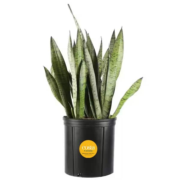 Costa Farms Sansevieria Zeylanica Indoor Snake Plant in 8.75 in. Grower Pot, Avg. Shipping Height 1-2 ft. Tall