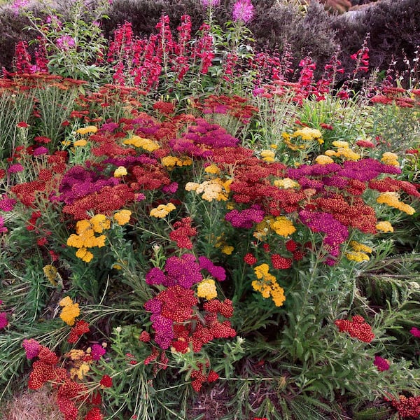 4 in. Achillea 3-N-1 Milly Rock Yarrow Perennial Plant with Multicolor Flowers (3-Pack)