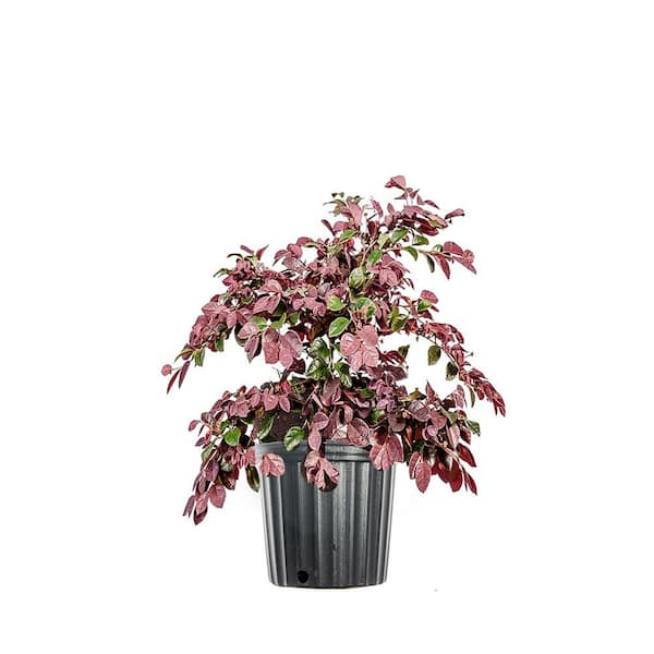 Unbranded Ruby Loropetalum Shrub in 1 Gal. Grower's Pot