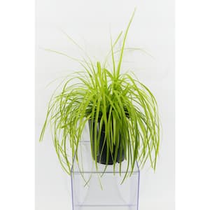 2.5 qt. Perennial Carex Oshimensis Everillo Grass