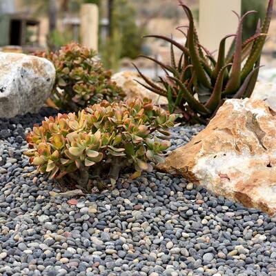 0.50 cu. ft. 1 in. to 2 in. Mixed Mexican Beach Pebble Smooth Round Rock for Gardens, Landscapes and Ponds
