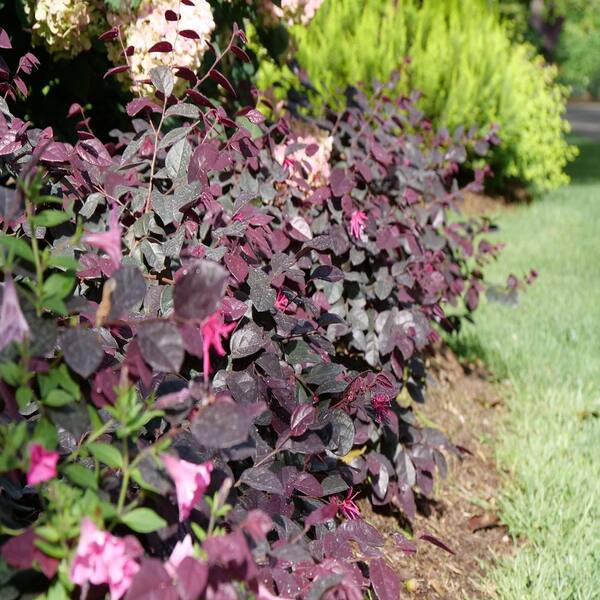 PROVEN WINNERS 2 Gal. Jazz Hands Bold Loropetalum Flowering Shrub