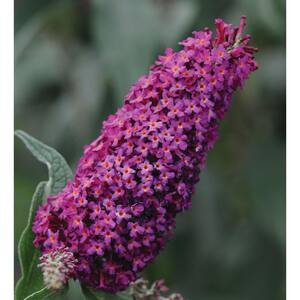 2.5 qt. Buddleia Royal Red Flowering Shrub with Red Flowers
