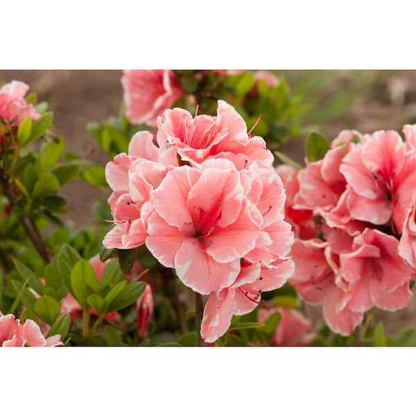 ENCORE AZALEA 3 Gal. Encore Autumn Sunburst Azalea Shrub with Bi-Colored Coral Pink and White Semi-Double Reblooming Flowers
