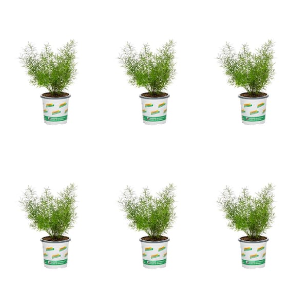 Asparagus Fern  Farm Supply Company