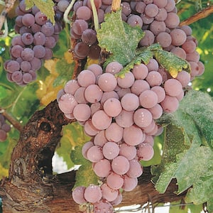 Reliance Pink Seedless Grape (Vitis) Live Bareroot Fruiting Vine (1-Pack)