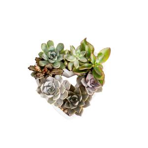 Mini Succulent DIY Kit with White Heart Ceramic