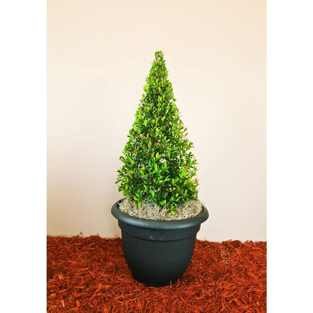 7.57 l Sm Eugenia Shrub Globulus Cone 119-389 - The Home Depot