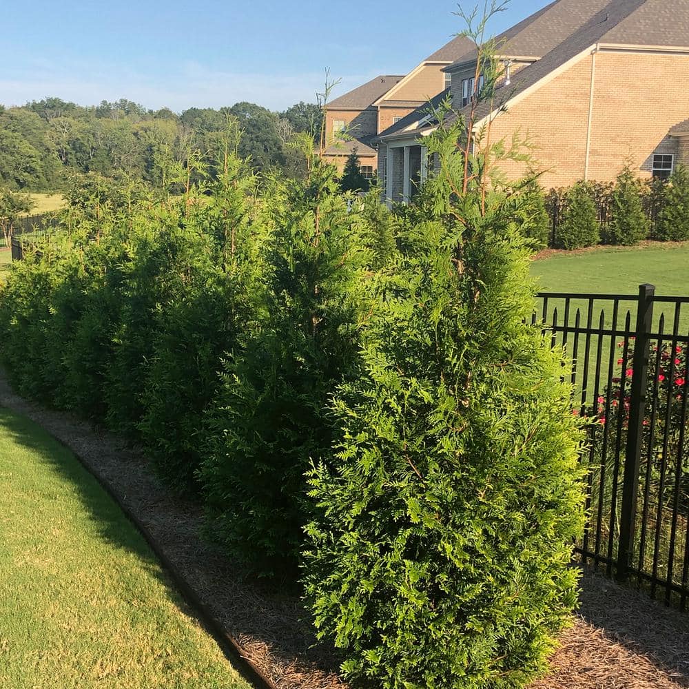 2.25 Gallon Green Giant Arborvitae Live Evergreen Shrub