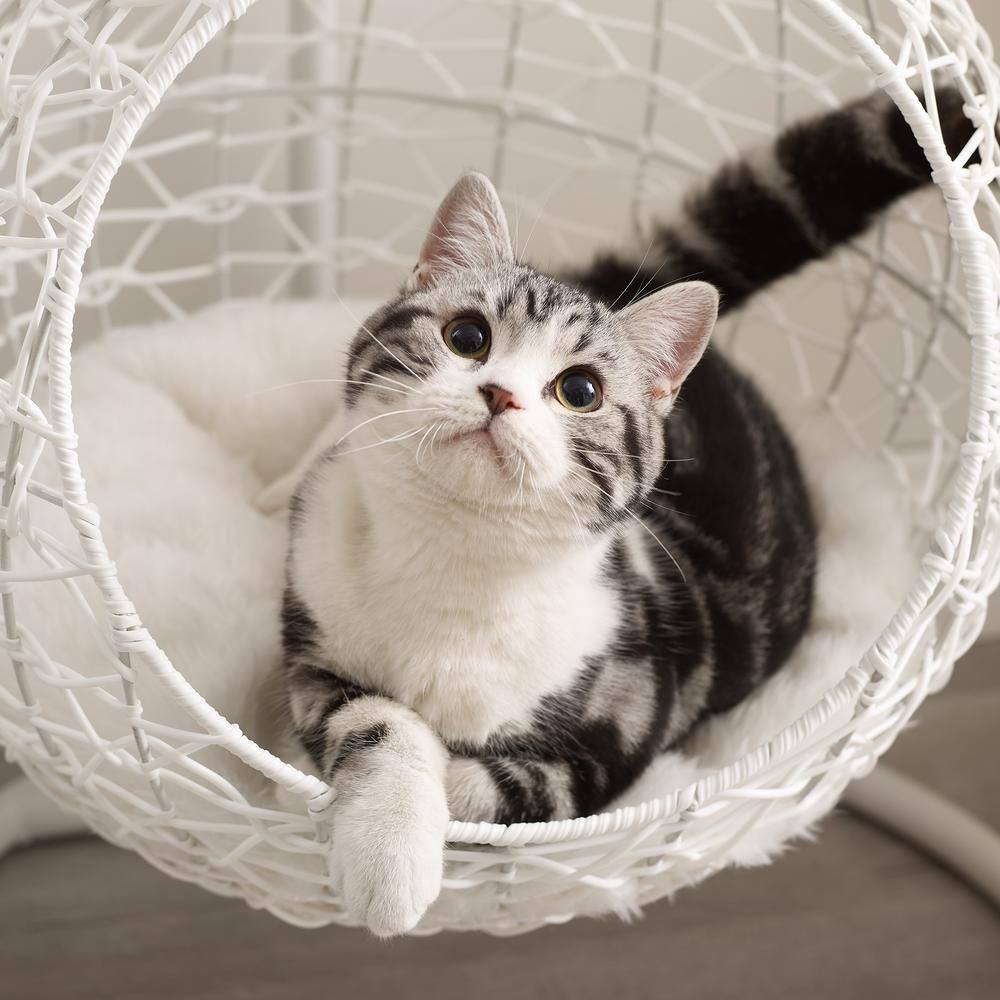 Medium White Rattan Hanging Egg Cat Bed