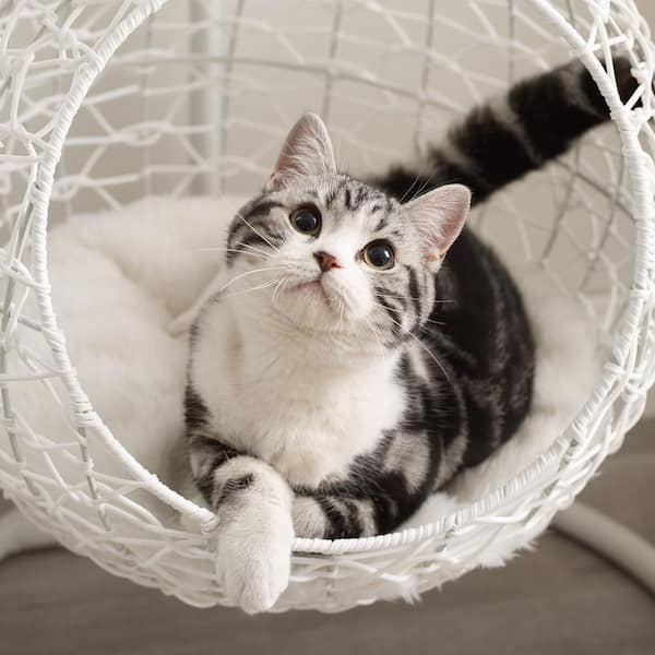 Sam's Pets Nala Medium White Hanging Egg Cat Condo Bed SP-CB1295WH