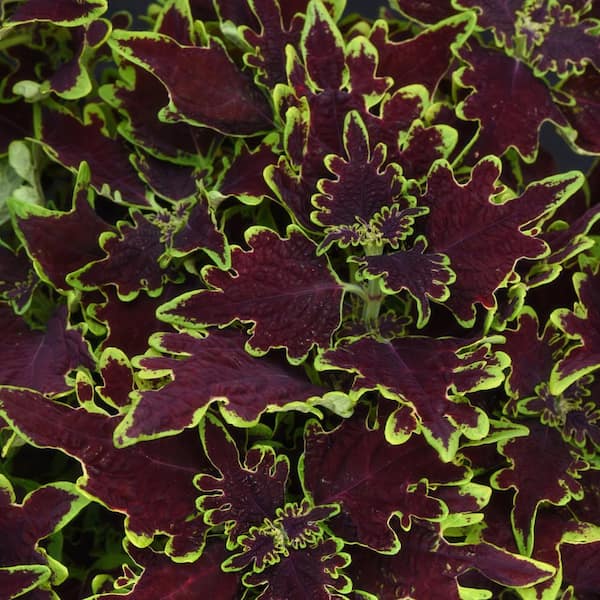 national PLANT NETWORK 2.5 in. Coleus Limewire Annual Plant (3-Pack)